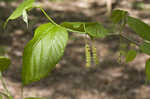 Red mulberry